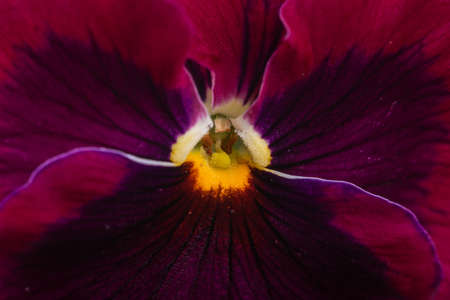 An extreme closeup shot of a beautiful purple pansy with pollen grainsの写真素材