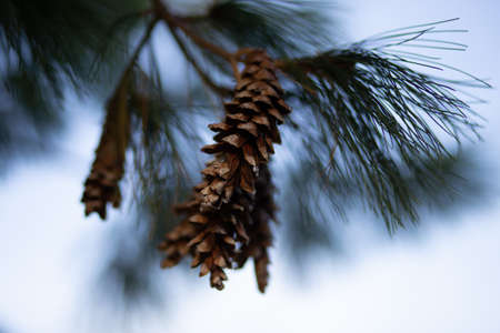 A closeup landscape shot of a brown pine in the branch of a pine tree with a blurred background