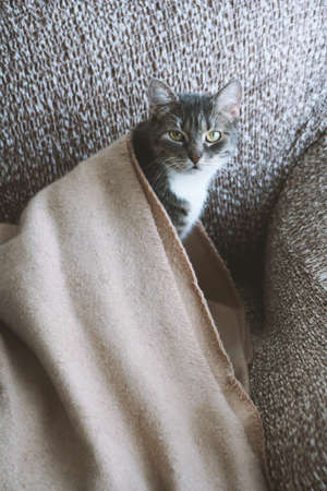 A vertical shot of a cute cat covered in a blanket sitting on a couch