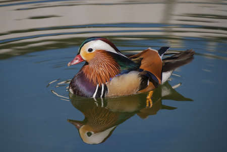 A closeup shot of a Mandarin Duck on the waterの写真素材