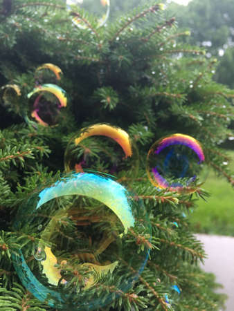 A vertical low angle shot of beautiful bubbles near a pine treesの写真素材