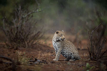 A beautiful shot of an african leopard sitting on the ground with a blurred background