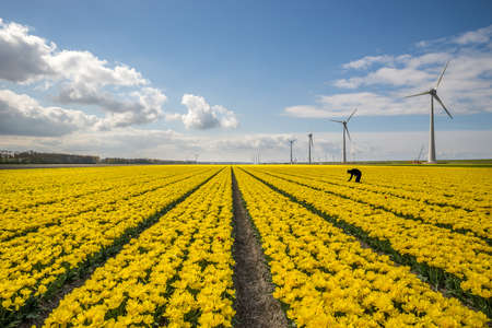 A beautiful shot of yellow flower field with windmills on the side under a blue skyの写真素材