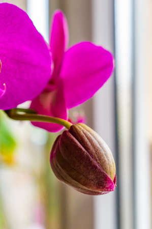 A vertical selective focus shot of an unbloomed pink orchid with a blurred backgroundの写真素材