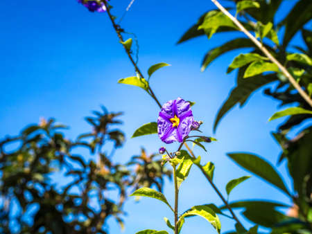 A closeup shot of a purple flower with green leaves on a blurred backgroundの写真素材