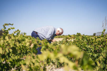 A middle-aged person picking grapes in a vineyard for making wine