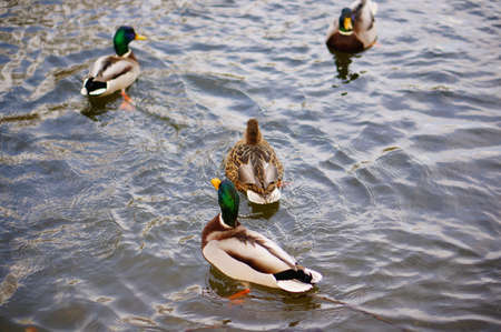 A high angle shot of the cute ducks swimming in the lake