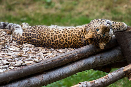 An African leopard resting in a jungle and observing the surroundingsの写真素材