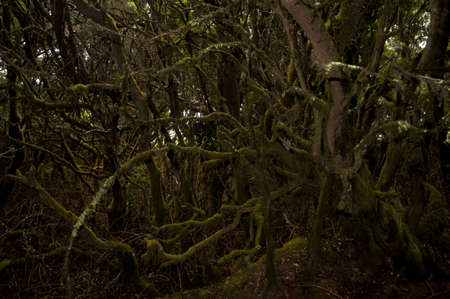A jungle surrounded by trees covered in mosses under the sunlight
