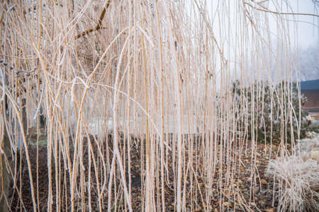 A leafless tree on the field covered in snow