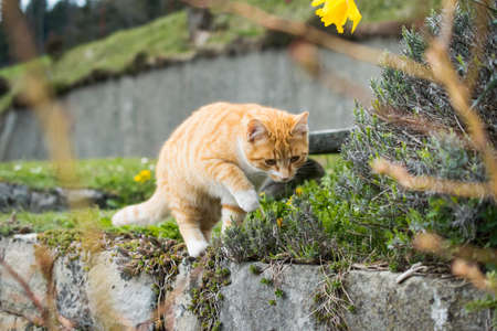 A cute domestic cat playing with grass on a blurred background