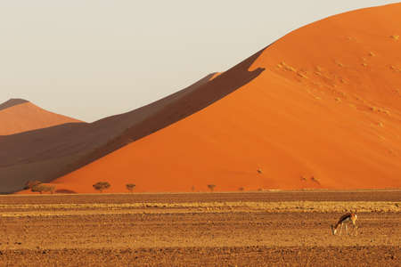 A panoramic landscape shot of a giant sand dune with an antelope foraging for food in the foregroundの写真素材