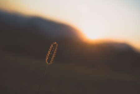 A closeup shot of a plant behind a sun on a green landscapeの写真素材