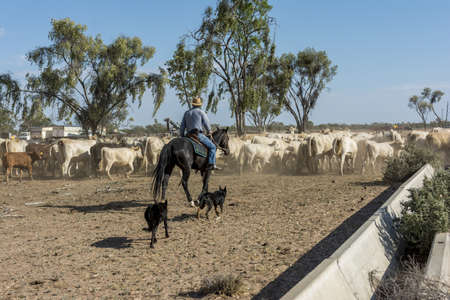 A behind shot of a farm in Australia with trees and a blue sky in the background