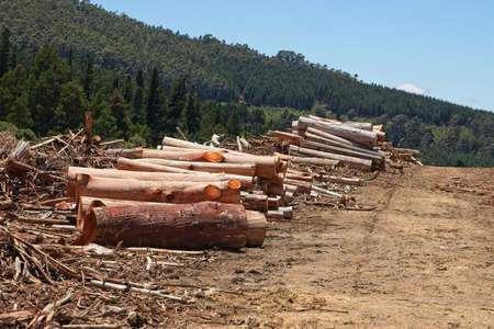 A scenery of stumps in the middle of a beautiful green forest