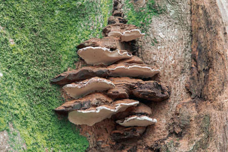 A selective focus shot of a common perennial bracket fungus on a mossy texture