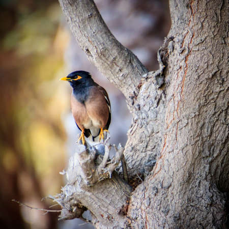 A closeup shot of a common myna bird sitting on the trunk of a tree with a blurred backgroundの写真素材