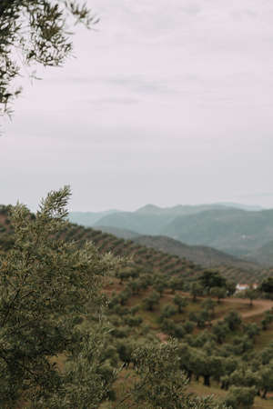 A green landscape with a lot of green trees and mountains under the storm cloudsの写真素材