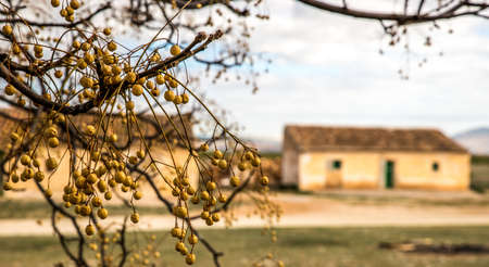 A closeup shot of a branch of a tree behind which one can see a houseの写真素材