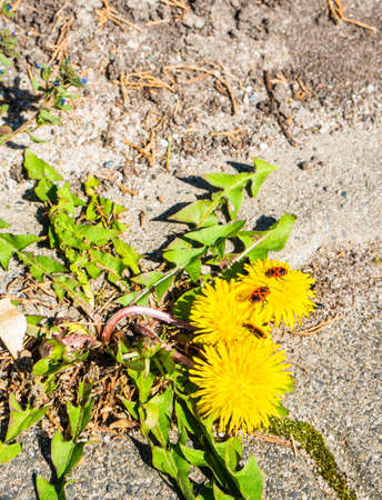 A vertical high angle closeup shot of a common dandelion growing on the ground