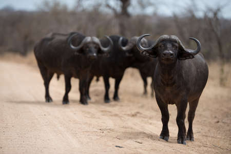 A herd of african buffalos walking on the roadの写真素材