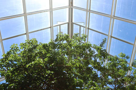 A low angle shot of the beautiful trees inside a greenhouse under the sun light