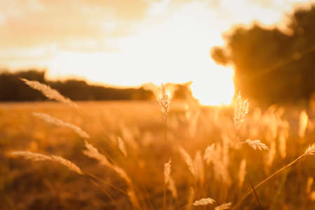 A closeup of grass in a field under the sunlight during sunset with a blurry backgroundの写真素材