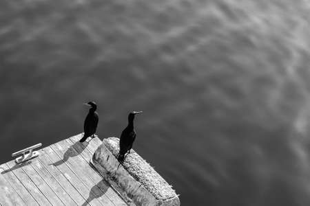 A high angle grey scale shot of two black seabirds sitting on the wooden pier by the waterの写真素材