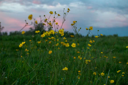 A closeup shot of the small yellow flowers growing in the field and the cloudy sky in the backgroundの写真素材