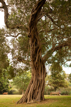 An old tree in the Sydney Botanical Garden under the sunlight during daytimeの写真素材