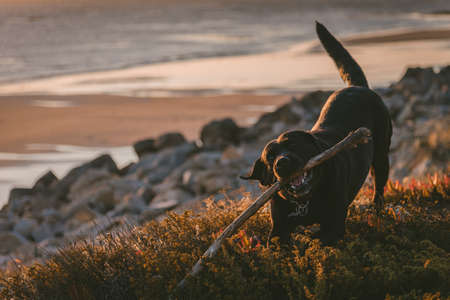 A cute and happy dog chewing on its stick with a blurred backgroundの写真素材
