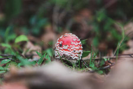 A selective focus shot of a small Amanita Muscaria mushroom in Thornecombe Woods, Dorchester,...