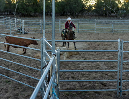 A horseman and two animals in an outdoor farm surrounded by a metal fence in Australia