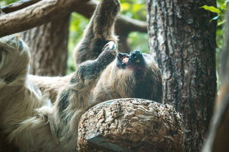 A closeup shot of a funny sloth playing