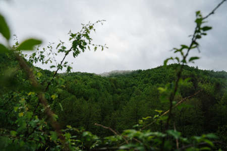 A beautiful shot of a mountain forest with a gloomy sky in the backgroundの写真素材