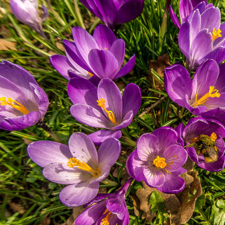 A high angle shot of beautiful purple spring crocuses growing in the field