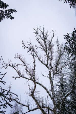 A vertical low angle shot of the bare trees covered with snow in winter