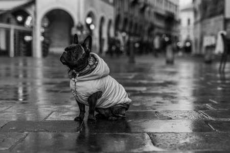 people and animals in the historic center during an ordinary wet Sunday afternoonの写真素材