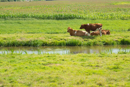 A lake in the middle of a grassy field with cows in the distanceの写真素材