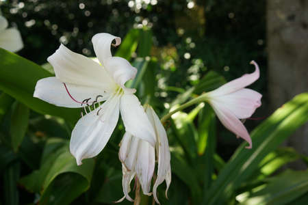 A closeup shot of beautiful white flowers in a garden full of plants on a bright dayの写真素材