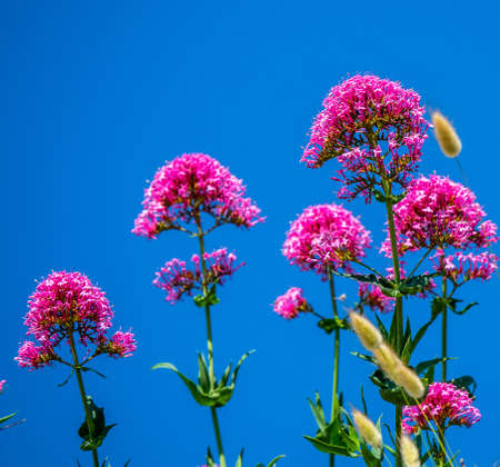 A closeup shot of pink flowers next to each other growing under a blue skyの写真素材