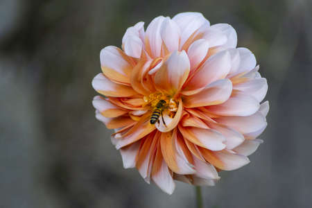 A closeup shot of an orange dahlia plant with a bee in the center of the flower with a blurred...