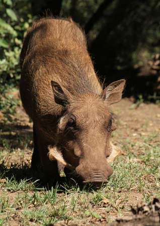 A vertical shot of a wild pig grazing in South Africaの写真素材