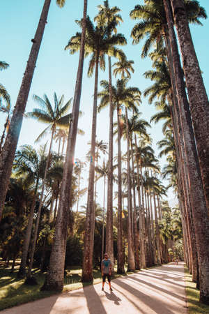 A beautiful shot of a walkway surrounded by palmsの写真素材