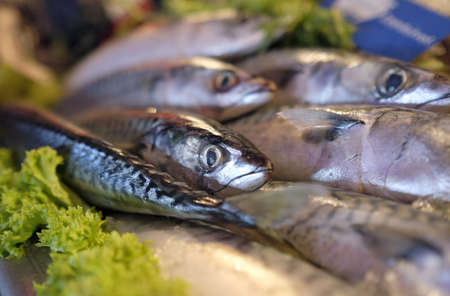 A closeup shot of fishes on ice in a fish market for saleの写真素材