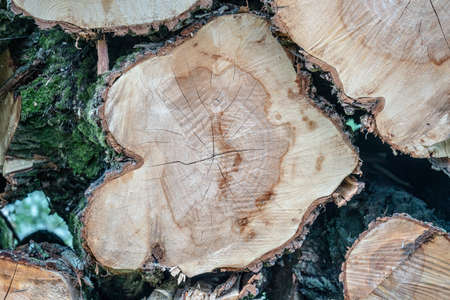 A stunning shot of piled tree trunks with beautiful grain patternsの写真素材