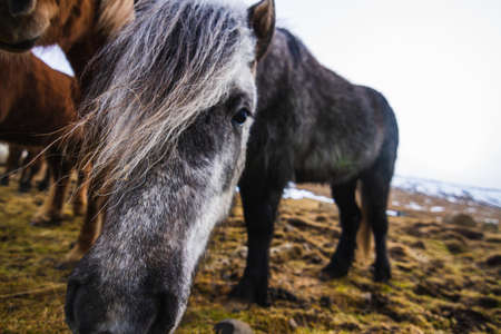 A closeup of a black Icelandic horse in a field covered in grass and snow in Icelandの写真素材