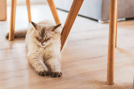 A high angle closeup shot of a cute cat lying on the wooden floor with closed eyesの写真素材