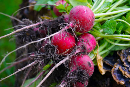 A closeup of Beetroot covered in the dirt under the sunlight with greenery on the blurry background