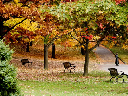 A beautiful scenery of a park with autumn trees and empty benches during daytime